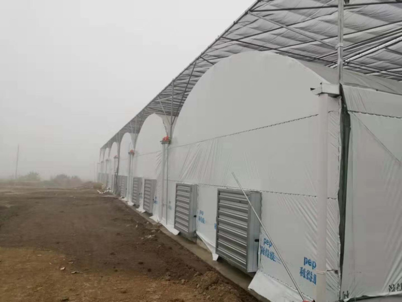 简易连栋棚智能化温室