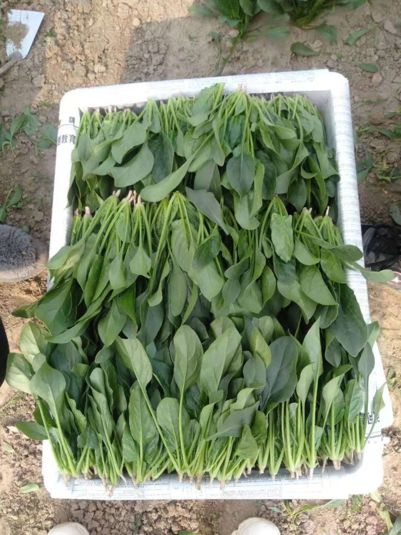 蔬菜，叶菜类，大叶菠菜。质量好，是各位老板的选择。