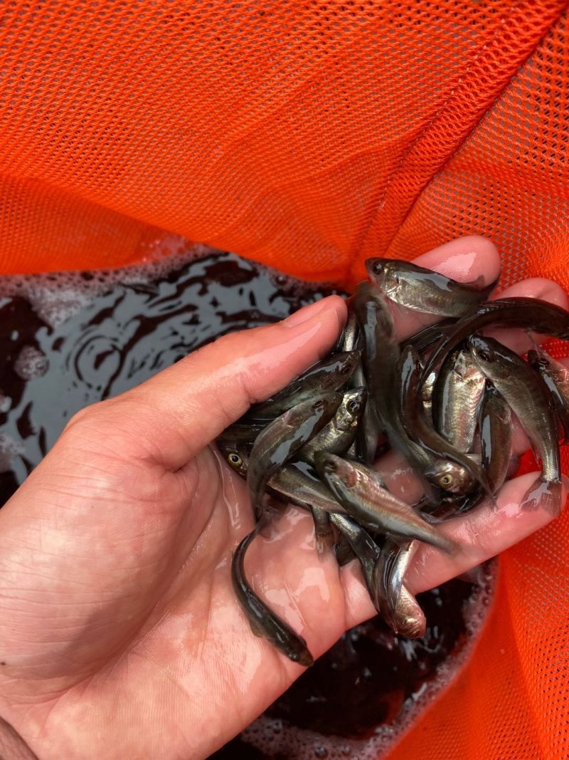 海鲈鱼苗七星海鲈鱼苗品种规格齐全。。。。