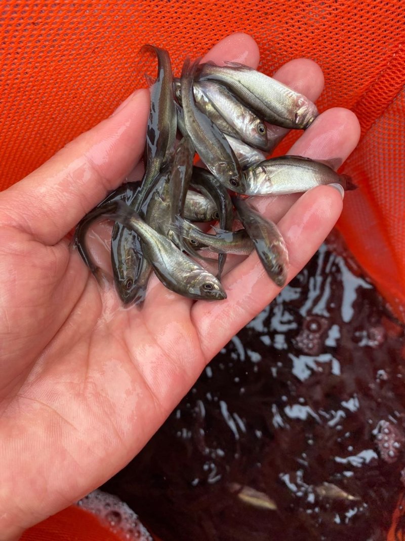 海鲈鱼苗七星海鲈鱼苗品种规格齐全。。。。