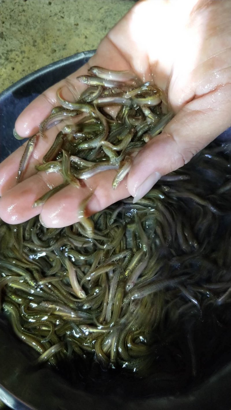 泥鳅鱼苗台湾泥鳅鱼苗品种规格多选耐养抗寒