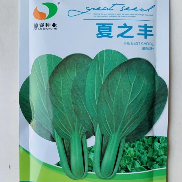 夏之丰青梗菜种子(夏秋耐热青梗菜品种)