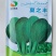 夏之丰青梗菜种子(夏秋耐热青梗菜品种)