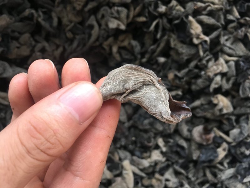 东北黑木耳小木耳青川黑木耳批发