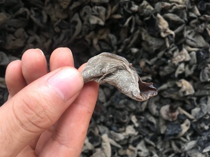 东北黑木耳小木耳青川黑木耳批发