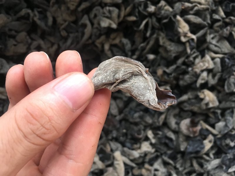 东北黑木耳小木耳青川黑木耳批发