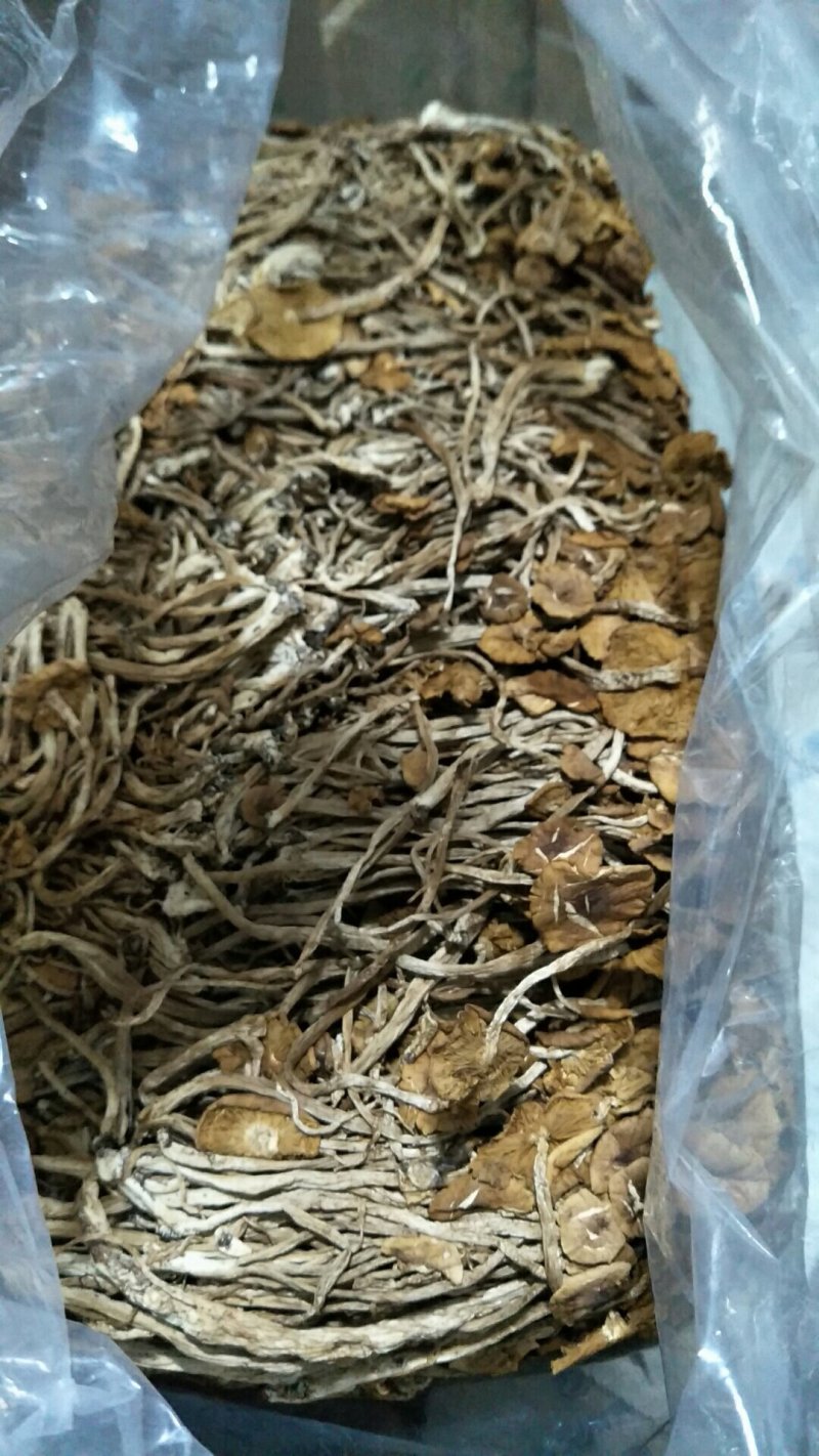 茶树菇干货茶树菇正宗茶树菇