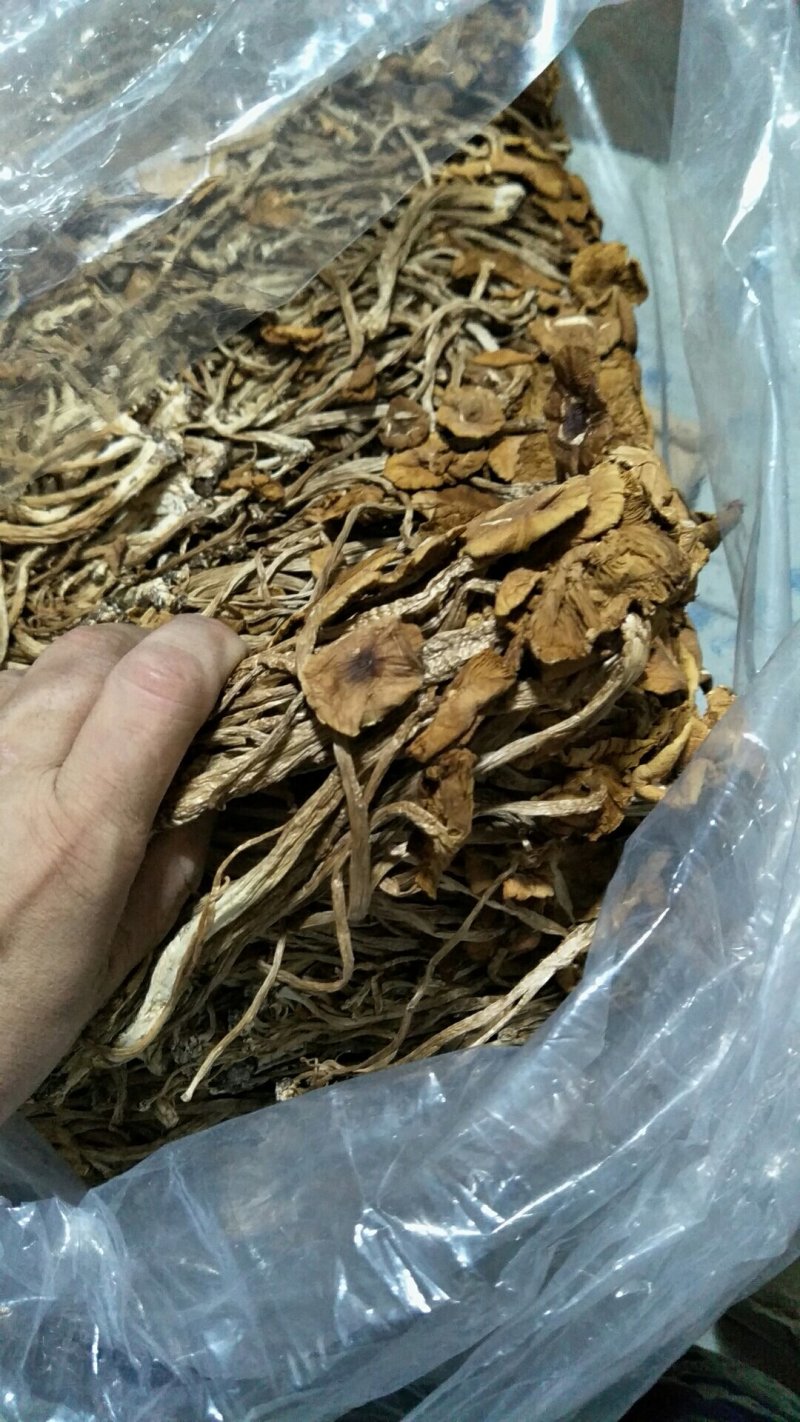 茶树菇干货茶树菇正宗茶树菇