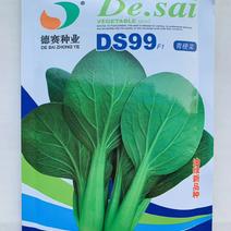 DS99青梗菜种子(耐热性强抗病力强产量高)