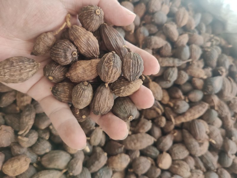 云南草果不掺越南草果足干颜色靓无烟果