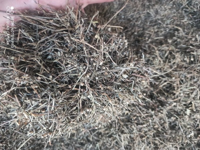 白花蛇舌草各种规格可打粉舌草货品多可详聊