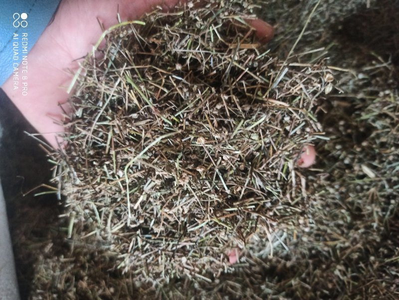 白花蛇舌草各种规格可打粉舌草货品多可详聊