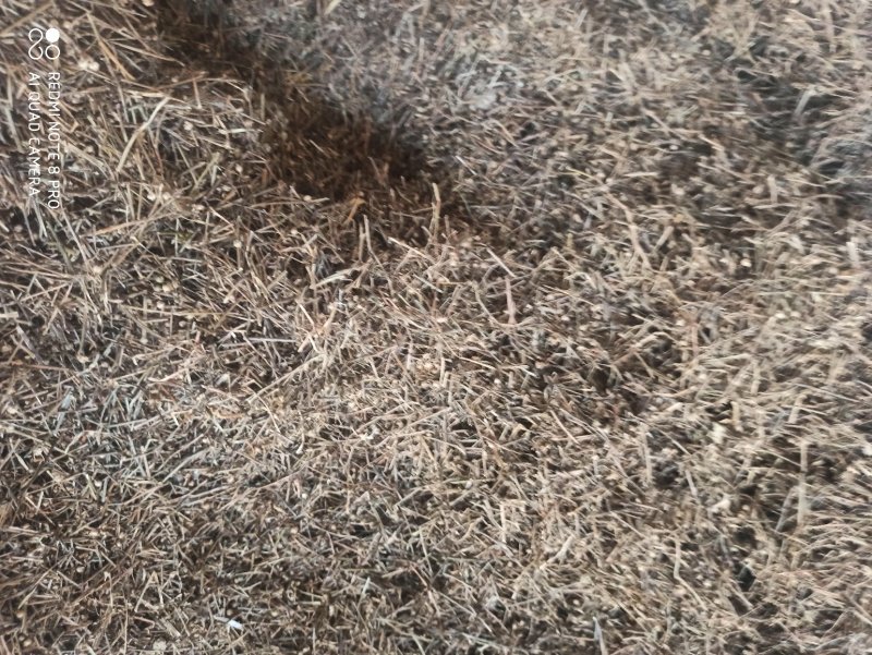 白花蛇舌草各种规格可打粉舌草货品多可详聊