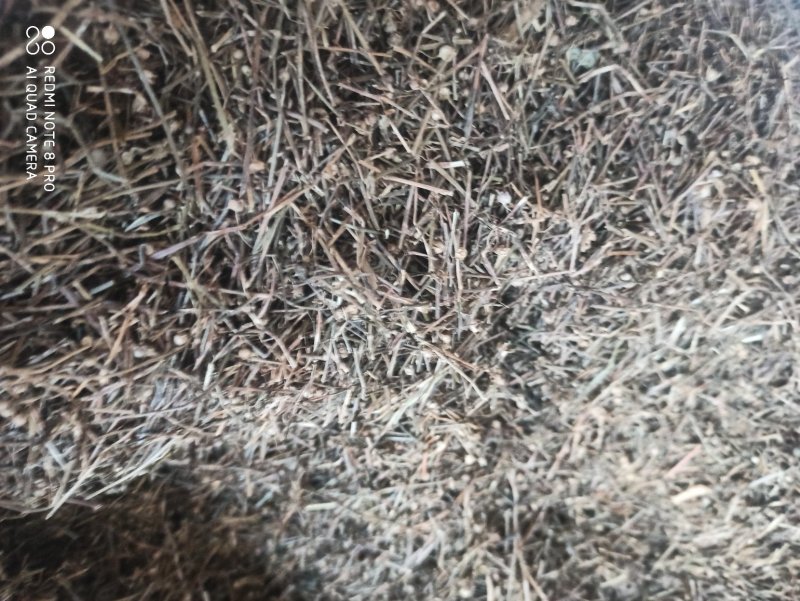 白花蛇舌草各种规格可打粉舌草货品多可详聊