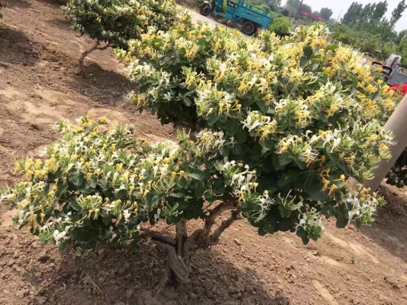 金银花盆景熟桩，占地，绿化