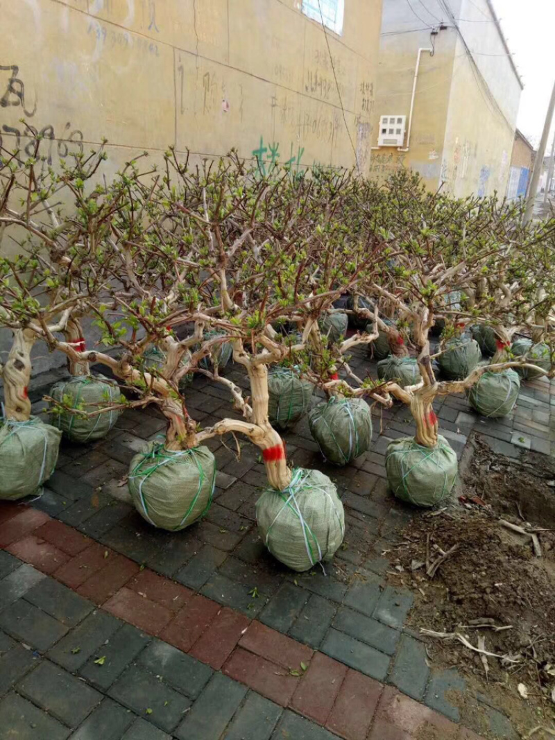 金银花盆景熟桩，占地，绿化