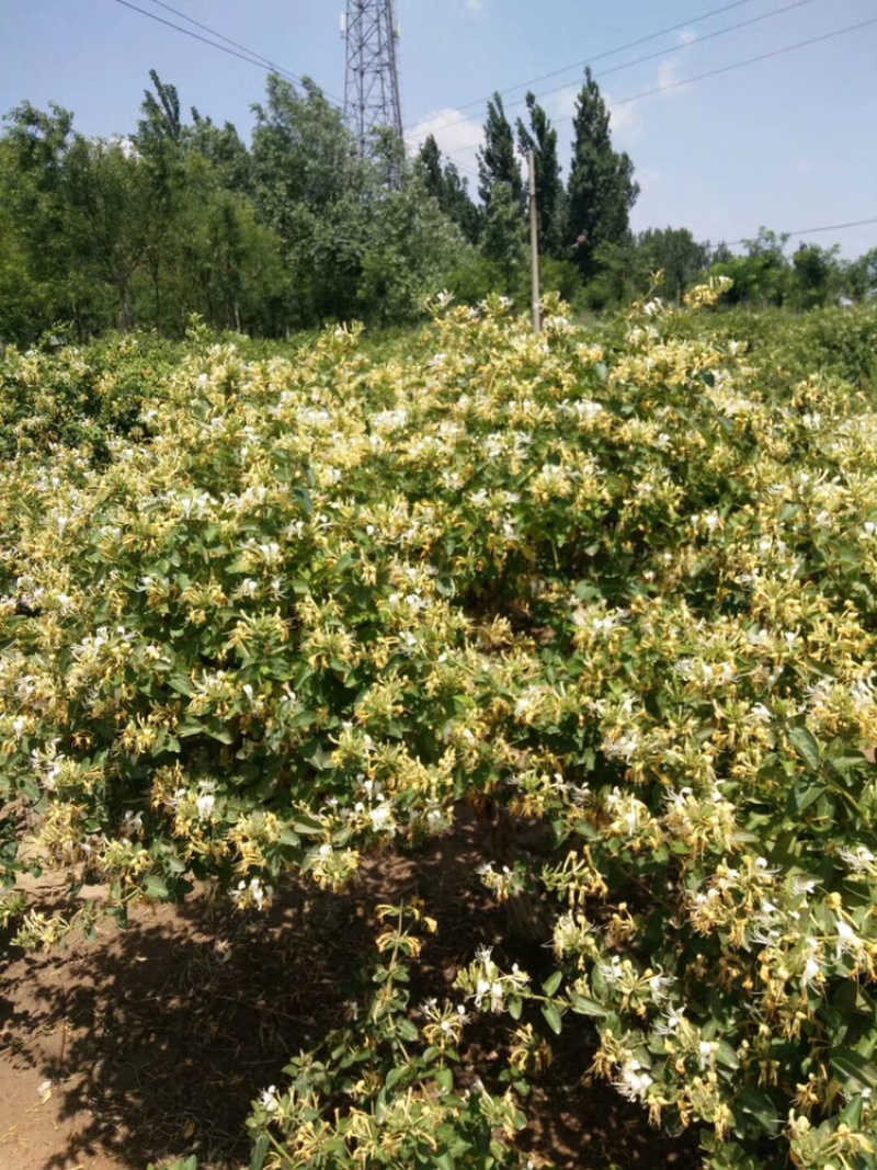 金银花盆景熟桩，占地，绿化