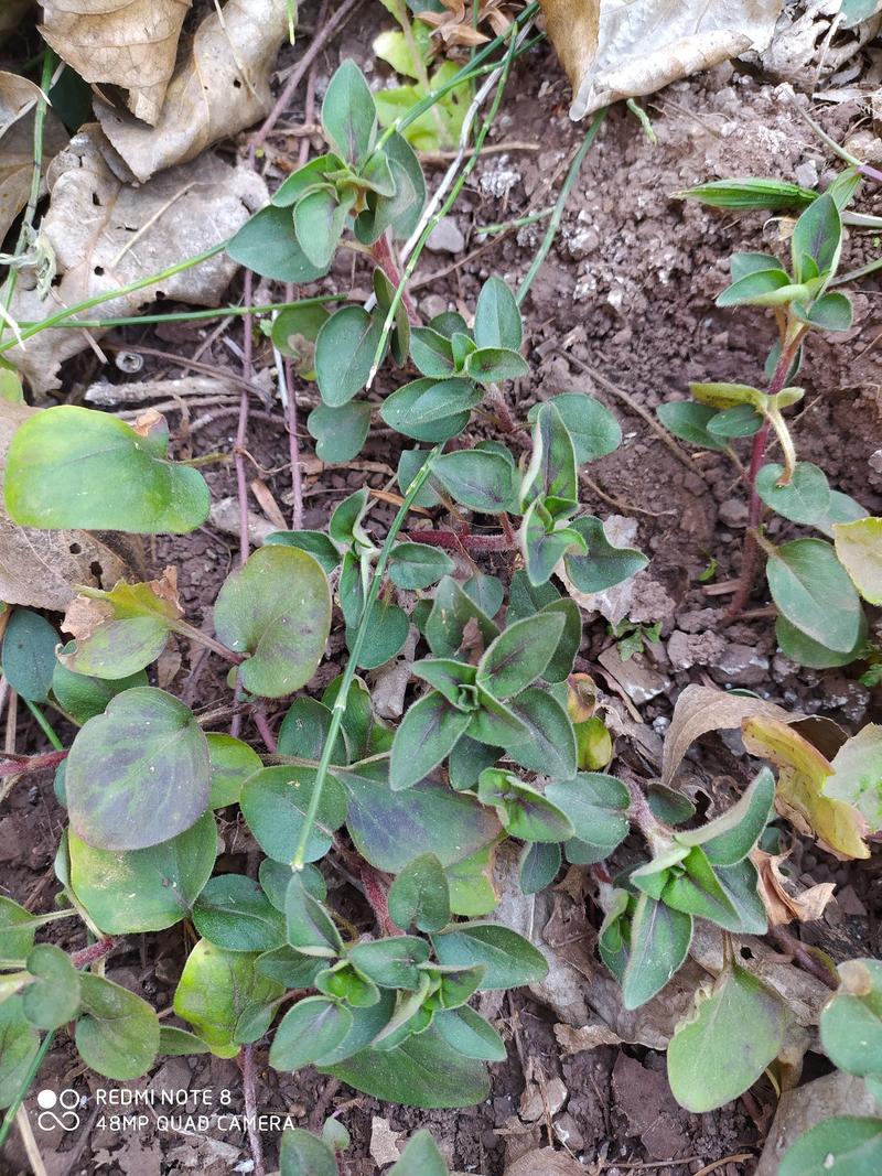 贵州毕节古夜郎大地野生药材金钱草下单现采