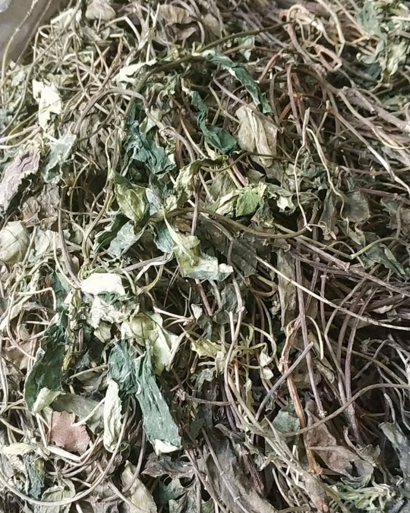 肺形草肺型草肺心草肺痨草