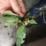 肺形草肺型草肺心草肺痨草