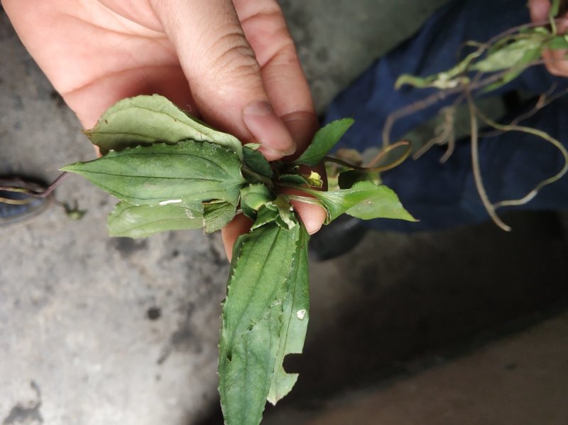 肺形草肺型草肺心草肺痨草