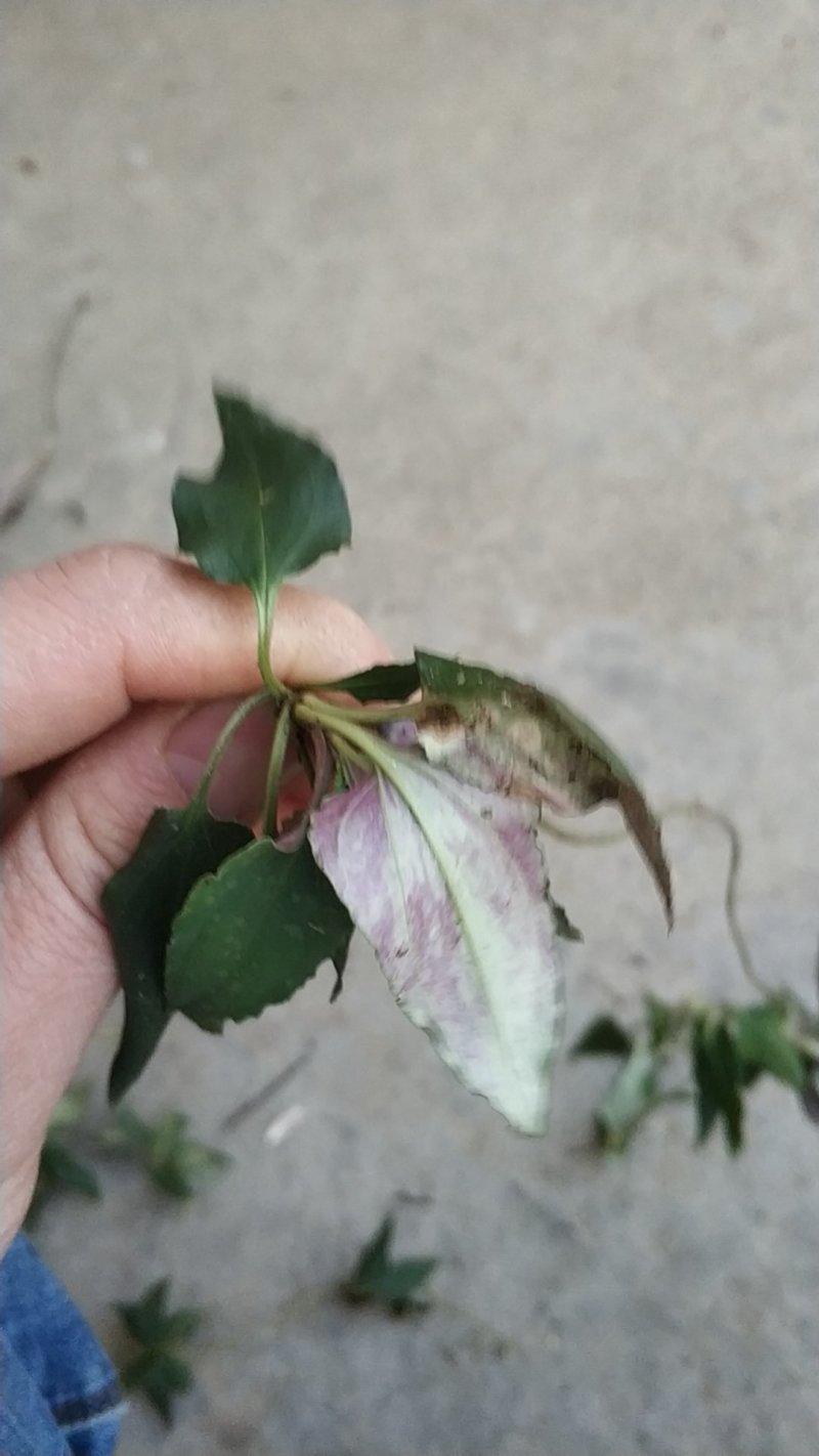 肺形草肺型草肺心草肺痨草