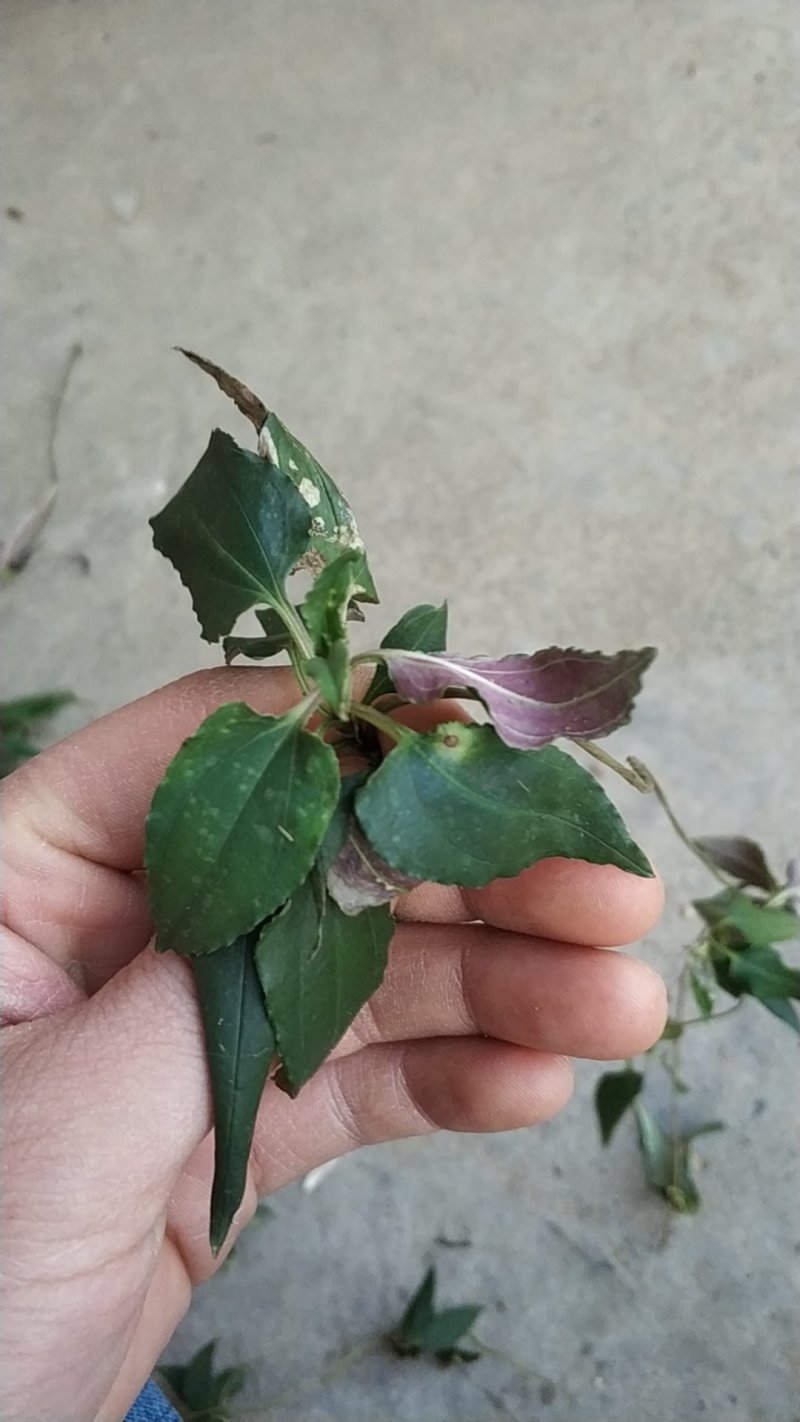 肺形草肺型草肺心草肺痨草