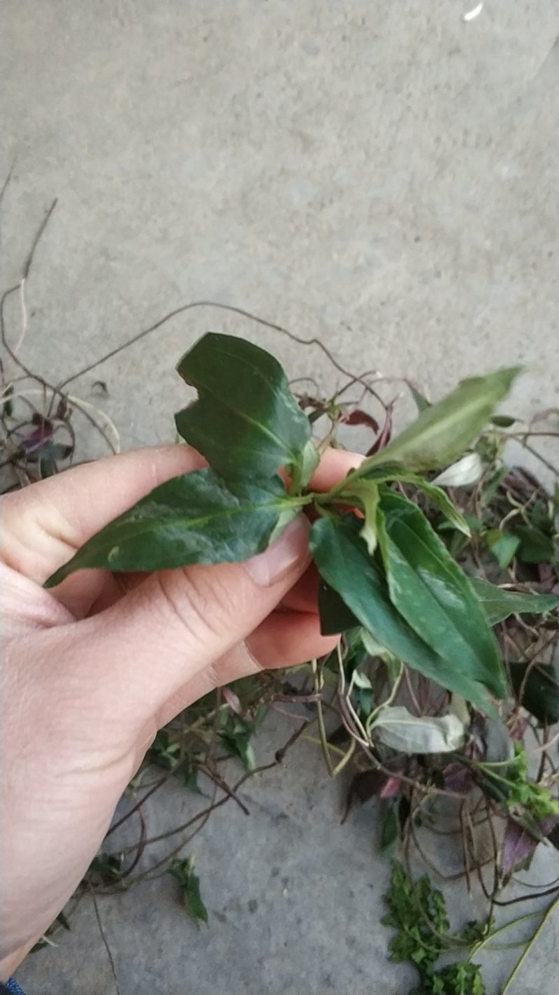 肺形草肺型草肺心草肺痨草