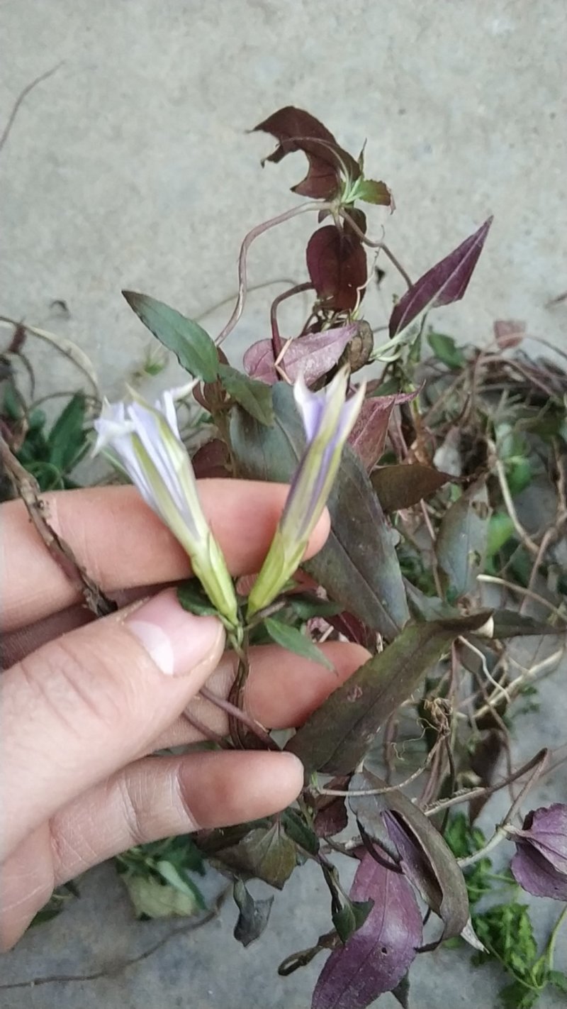 肺形草肺型草肺心草肺痨草