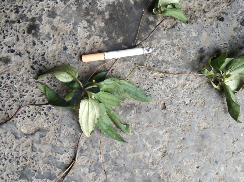 肺形草肺型草肺心草肺痨草
