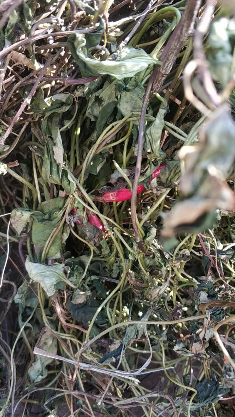 肺形草肺型草肺心草肺痨草