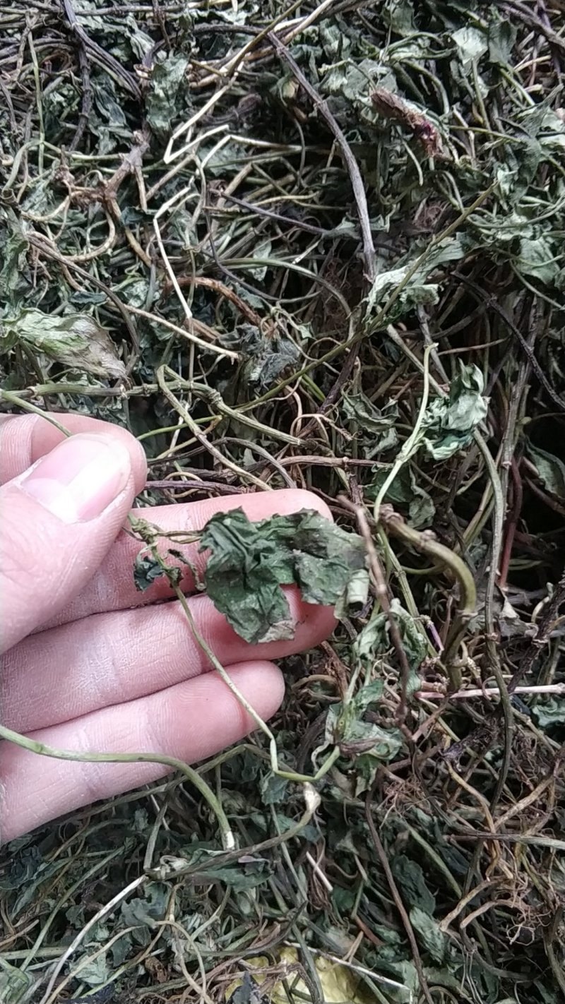 肺形草肺型草肺心草肺痨草