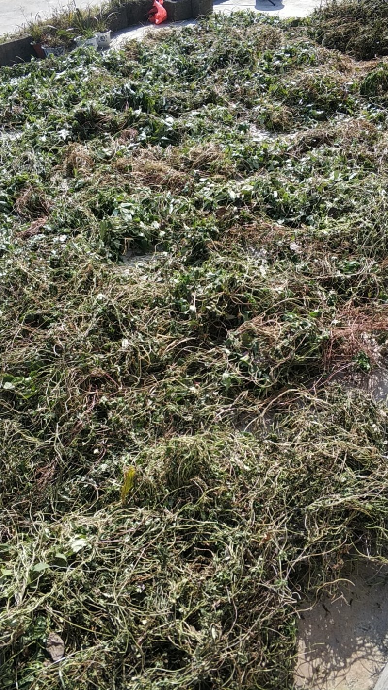 肺形草肺型草肺心草肺痨草