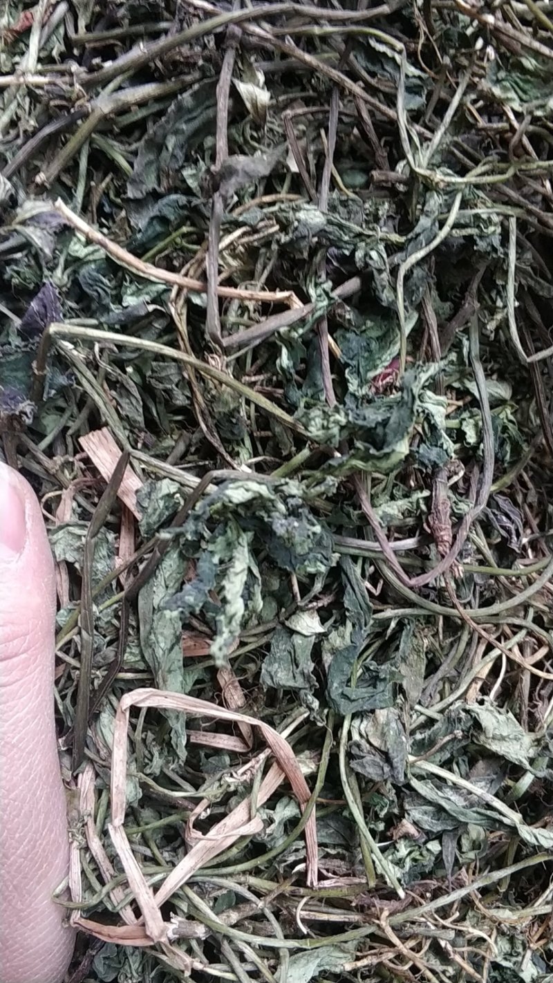 肺形草肺型草肺心草肺痨草