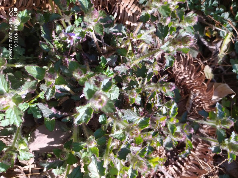 贵州毕节古夜郎野生金疮小草筋骨草