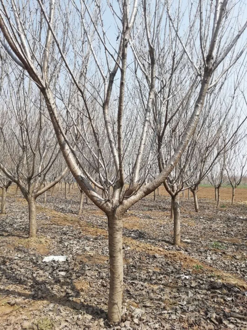 种植樱花树5—12公分，海量供应