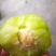早熟四月李，口感脆甜，上市早口感好！！卖相好！
