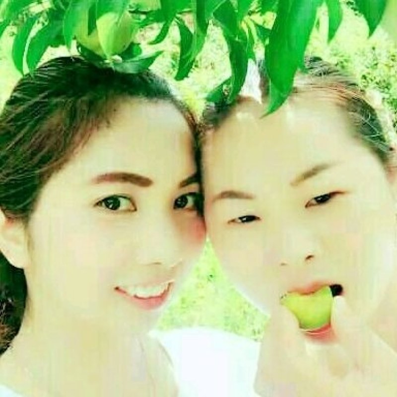 早熟四月李，口感脆甜，上市早口感好！！卖相好！