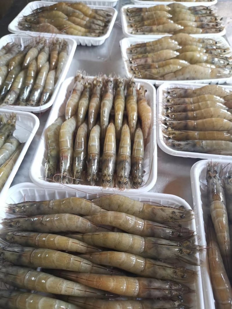 南美白虾，湛江天然海鲜