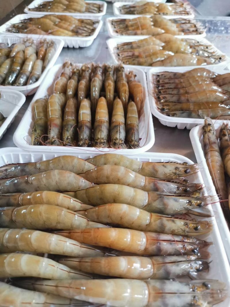 南美白虾，湛江天然海鲜