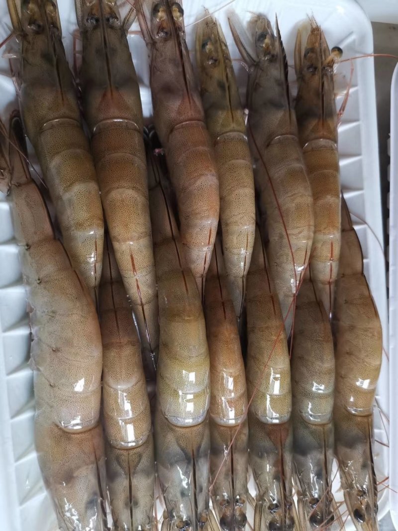 南美白虾，湛江天然海鲜
