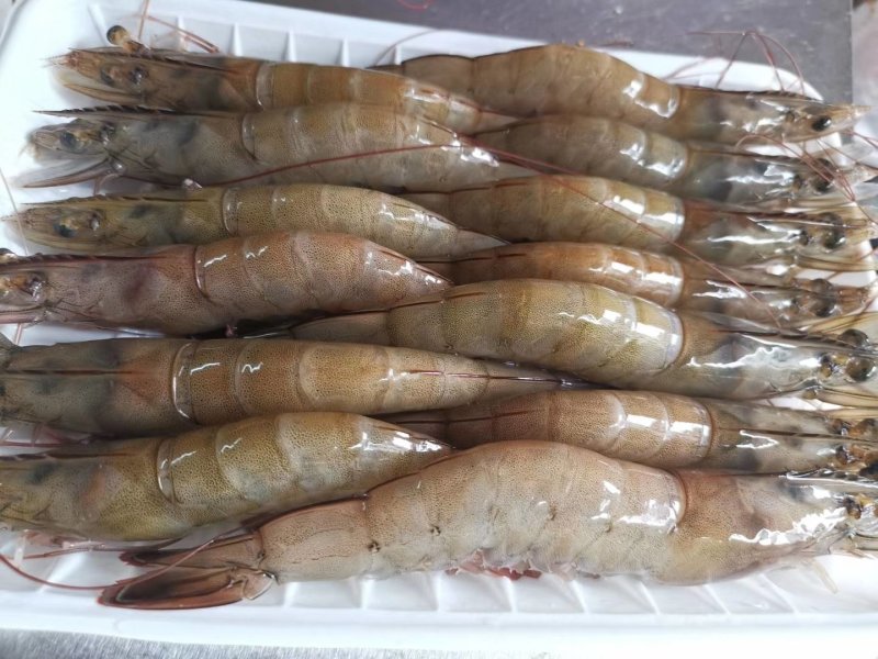 南美白虾，湛江天然海鲜