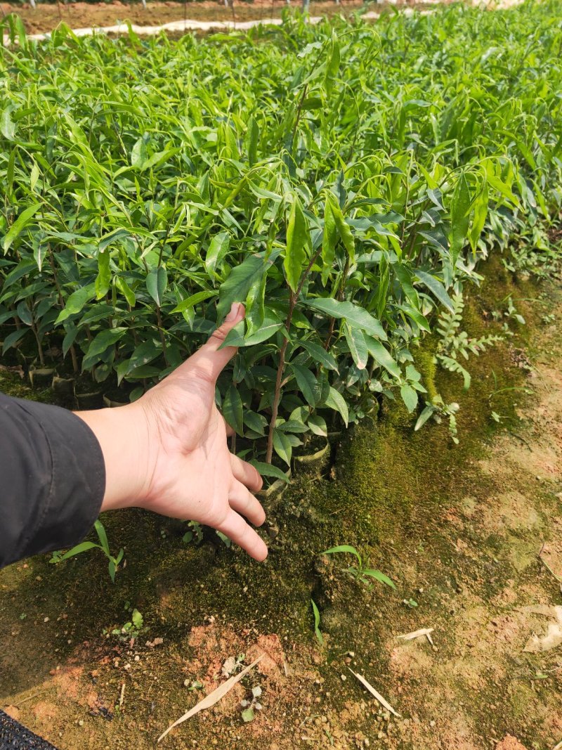 【放心苗】奇楠嫁苗沉香苗奇楠沉香黄花梨树苗购买教种植技术