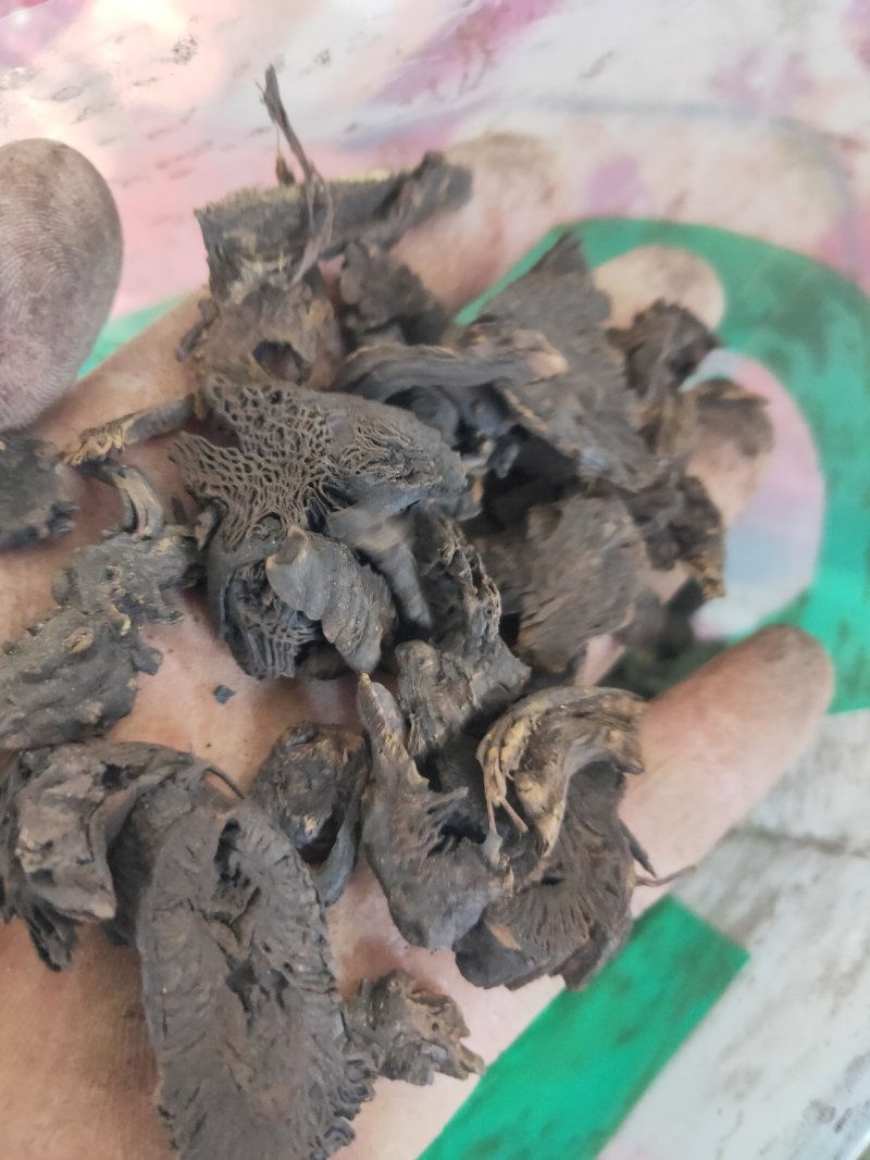 升麻碳升麻碳化升麻货好不满意保退换