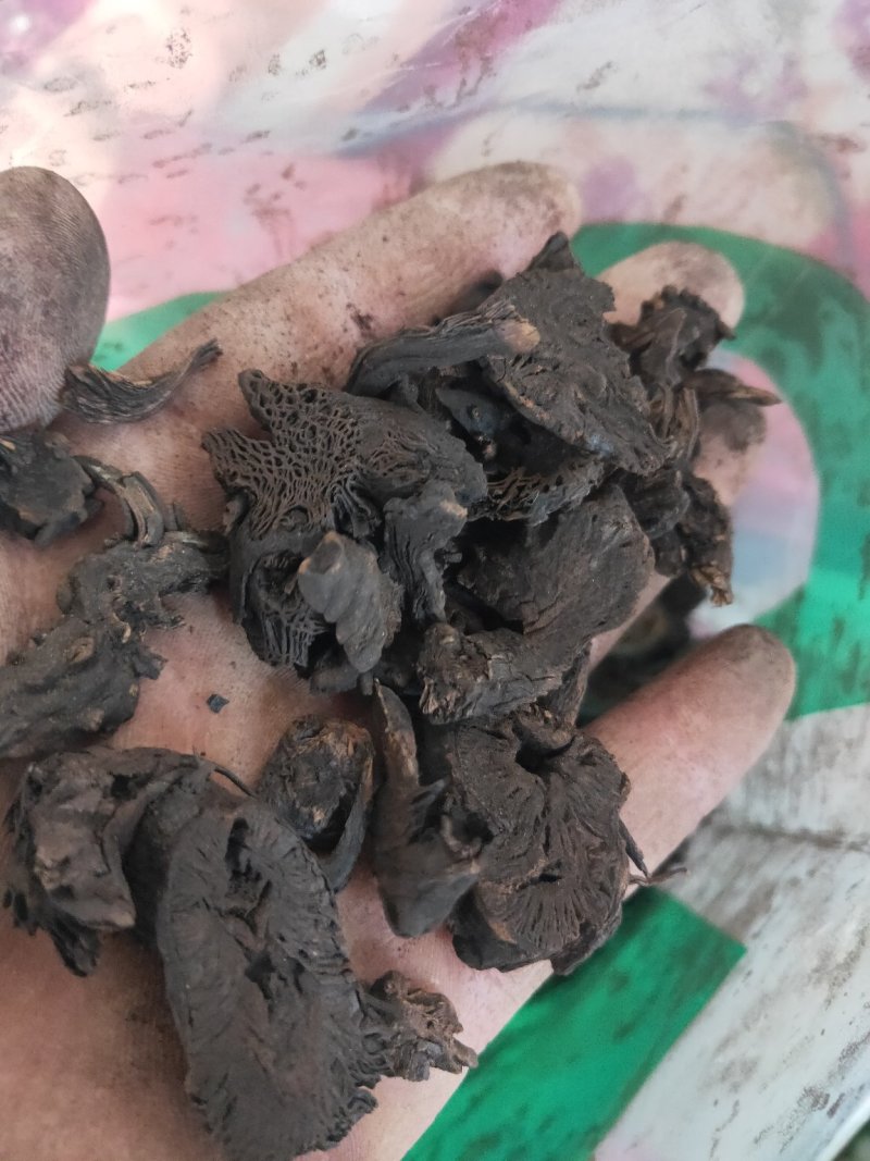 升麻碳升麻碳化升麻货好不满意保退换