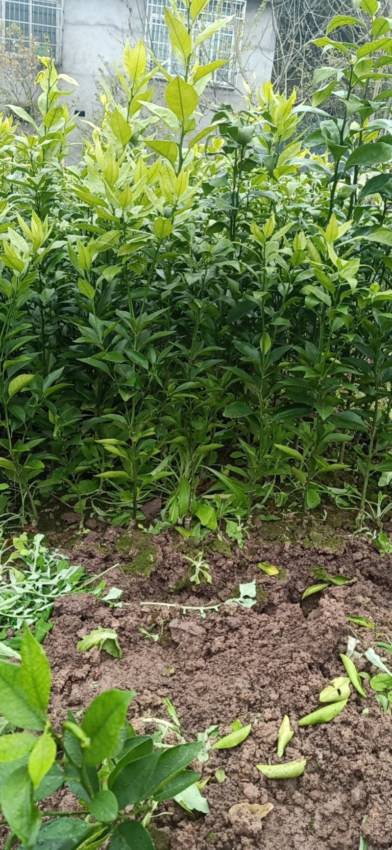 【热卖中】沃柑苗保湿发货现挖现发保证质量尽快发货诚信商家