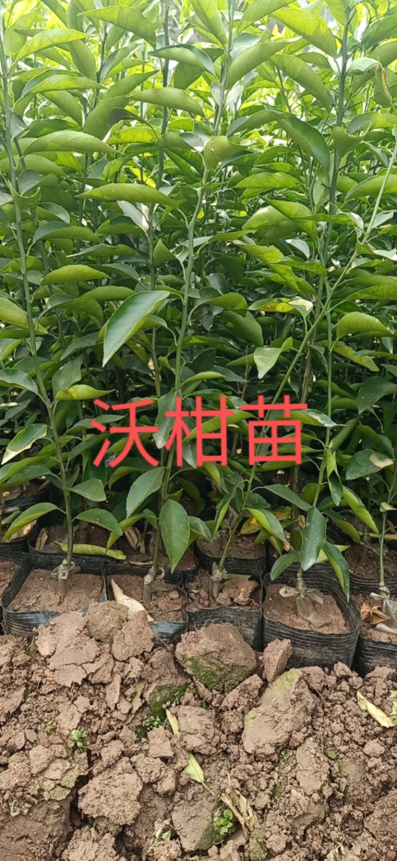 【热卖中】沃柑苗保湿发货现挖现发保证质量尽快发货诚信商家