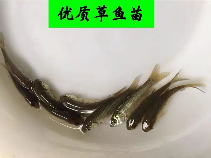 新草鱼苗供应，草鱼苗5～10公分，规格齐全，包存活率，