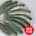 新草鱼苗供应，草鱼苗5～10公分，规格齐全，包存活率，