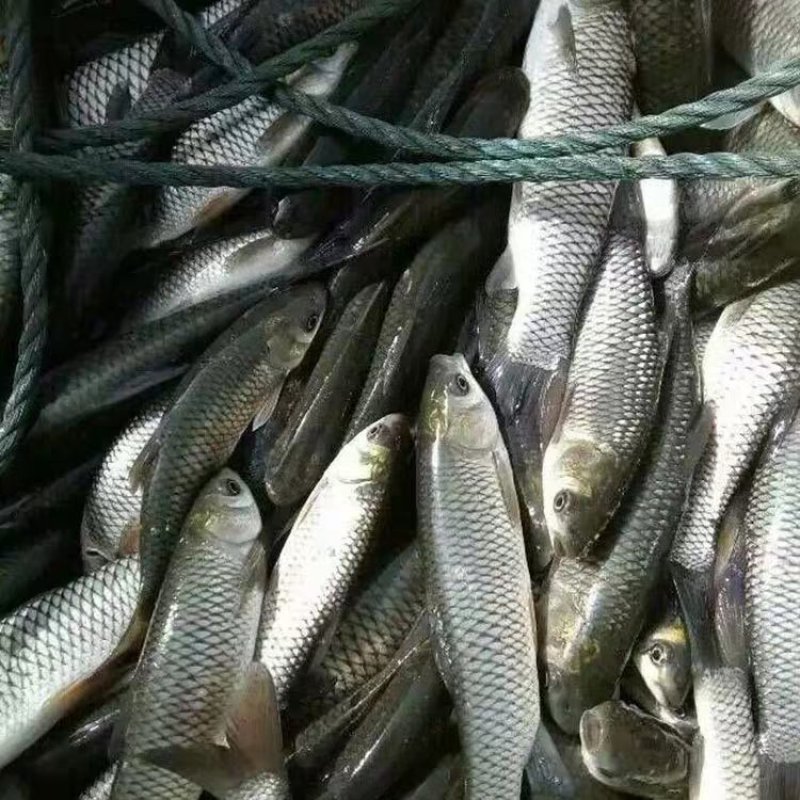 新草鱼苗供应，草鱼苗5～10公分，规格齐全，包存活率，